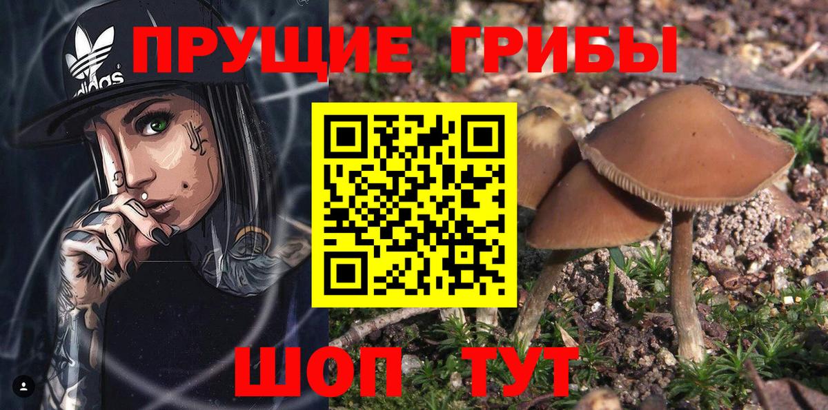 Галлюциногенные грибы Psilocybine cubensis Домодедово